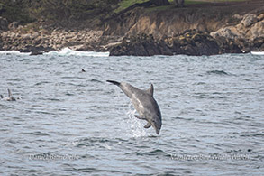 Bottlenose Dolphin photo by Daniel Bianchetta