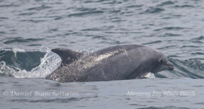 Bottlenose Dolphin photo by Daniel Bianchetta