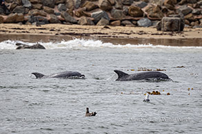 Bottlenose Dolphins close to shore photo by Daniel Bianchetta
