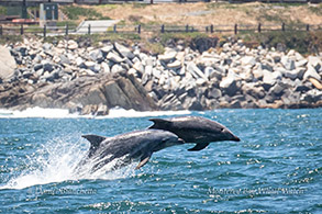 Bottlenose Dolphins photo by Daniel Bianchetta