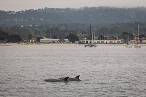 Bottlenose Dolphins photo by Daniel Bianchetta