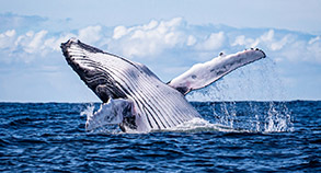 Breaching Humpback Whale photo by Daniel Bianchetta