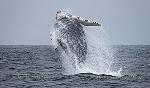 Breaching Humpback Whale photo by Daniel Bianchetta