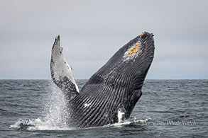 Breaching Humpback Whale photo by Daniel Bianchetta