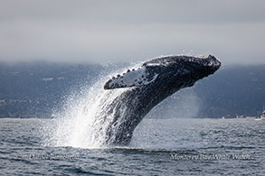 Breaching Humpback Whale photo by Daniel Bianchetta