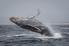 Breaching Humpback Whale photo by Daniel Bianchetta