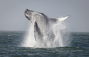 Breaching Humpback Whale photo by Daniel Bianchetta