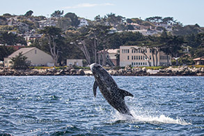 Breaching Risso's Dolphin photo by Daniel Bianchetta