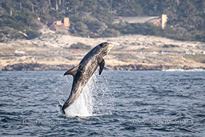 Breaching Risso's Dolphin photo by Daniel Bianchetta