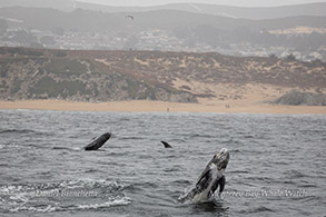 Breaching Risso's Dolphin photo by Daniel Bianchetta