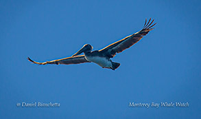 Brown Pelican photo by Daniel Bianchetta
