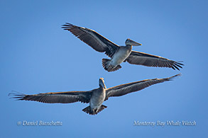 Brown Pelicans photo by Daniel Bianchetta