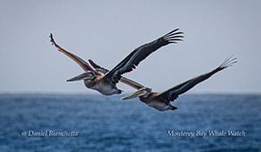 Brown Pelicans photo by Daniel Bianchetta