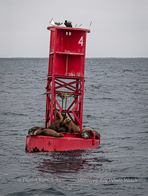 California Sea Lions photo by Daniel Bianchetta
