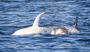 Risso's Dolphins Casper and friend photo by Daniel Bianchetta
