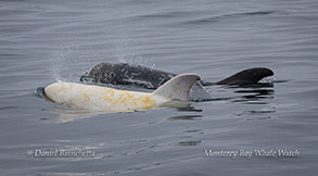 Casper and friend Risso's Dolphins photo by Daniel Bianchetta