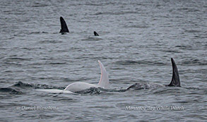 Casper and other Risso's Dolphins photo by Daniel Bianchetta