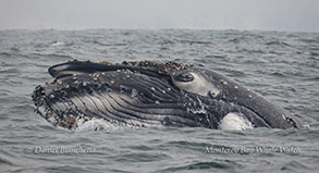 Closeup of juvenile Humpback Whale photo by Daniel Bianchetta