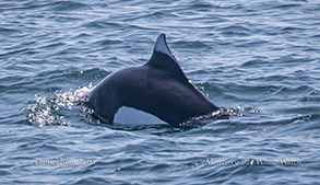 Dall's Porpoise photo by Daniel Bianchetta