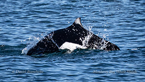 Dall's Porpoise photo by Daniel Bianchetta