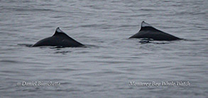 Dall's Porpoise photo by Daniel Bianchetta