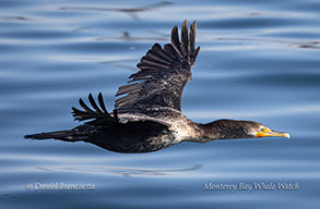 Double-crested Cormorant photo by Daniel Bianchetta