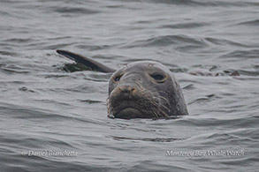 Elephant Seal photo by Daniel Bianchetta