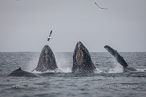 Male Elephant Seal photo by Daniel Bianchetta