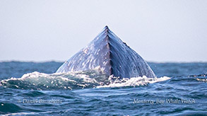 Gray Whale photo by Daniel Bianchetta