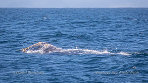 Gray Whale photo by Daniel Bianchetta