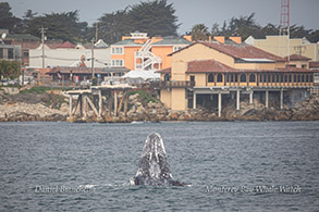 Gray Whale spyhopping photo by Daniel Bianchetta