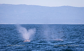Gray Whale tail photo by Daniel Bianchetta