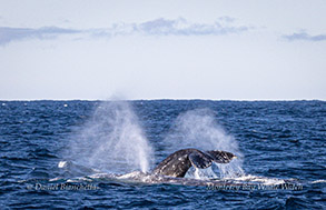 Gray Whales photo by Daniel Bianchetta