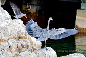 Great Blue Heron photo by Daniel Bianchetta