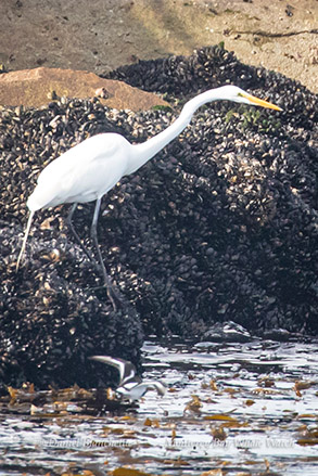 Great Egret photo by Daniel Bianchetta