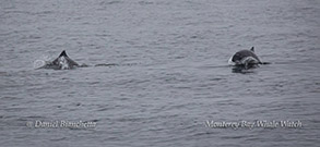 Harbor Porpoise photo by Daniel Bianchetta