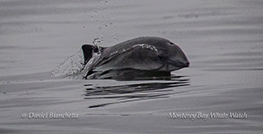Harbor Porpoise photo by Daniel Bianchetta