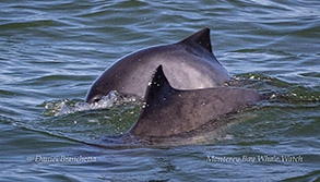 Harbor Porpoise photo by Daniel Bianchetta