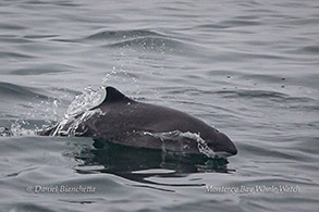 Harbor Porpoise engaging in porpoising behavior photo by Daniel Bianchetta