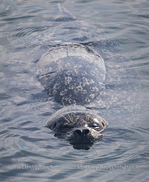 Harbor Seal photo by Daniel Bianchetta