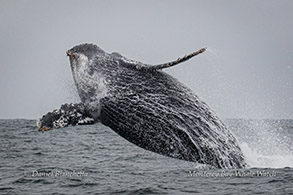 Humpback Whale calf breaching photo by Daniel Bianchetta