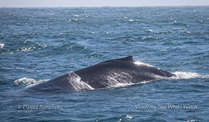 Humpback Whale photo by Daniel Bianchetta