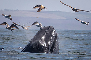 Humpback Whale photo by Daniel Bianchetta