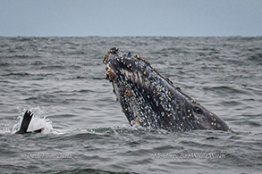 Humpback Whale photo by Daniel Bianchetta