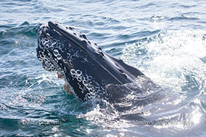 Humpback Whale head photo by Daniel Bianchetta