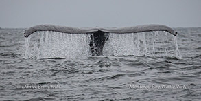 Humpback Whale tail photo by Daniel Bianchetta