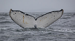 Humpback Whale tail ID photo by Daniel Bianchetta