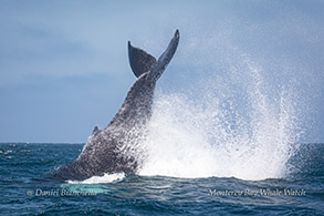 Humpback Whale tail throw photo by Daniel Bianchetta