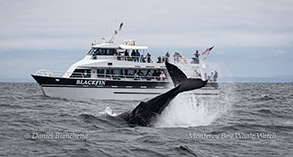 Tail-throwing Humpback Whale photo by Daniel Bianchetta