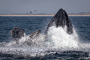 Humpback Whales lunge-feeding photo by Daniel Bianchetta